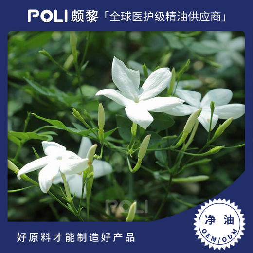 埃及进口皇家茉莉净油原精原料进口单方精油原料颇黎批发进口净油 商品图0