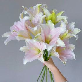 亚百合丨三头粉铁炮