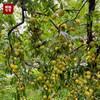 【牛牛好货】当季新鲜“李中之王”蜂蜜李，给味蕾出其不意的奇遇。 商品缩略图5