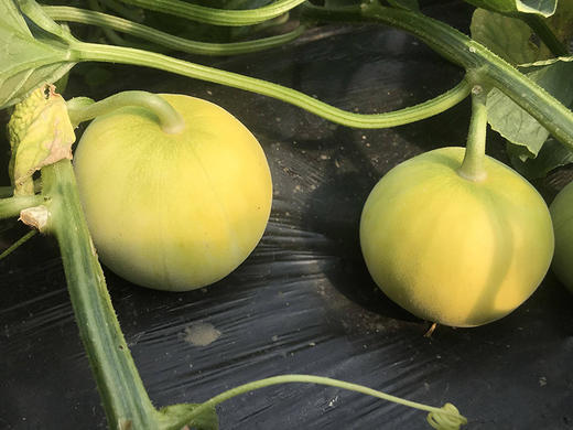 【马连庄甜瓜】酥甜到醉的瓜 带籽吃都满足 颗颗只选精品瓜 当下最清香四溢的必吃甜瓜-CC 商品图5