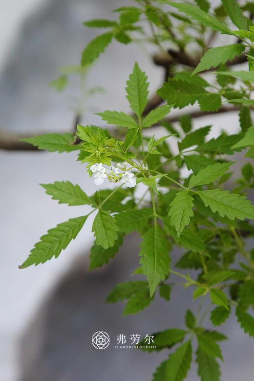 老桩黄荆 商品图2