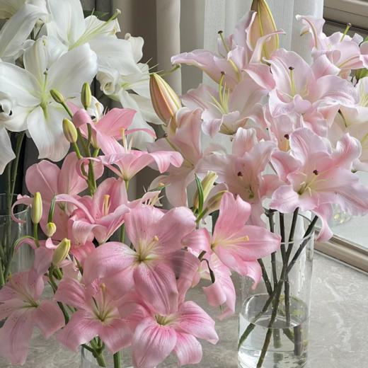 百合丨10支随机颜色丨不指定品种（超高性价比） 商品图0