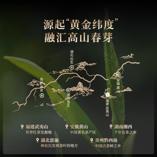 正山堂骏眉中国 源起正山 特级红茶金骏眉工艺单芽品鉴装6g 商品图2