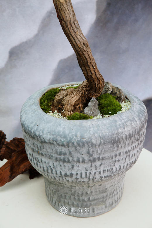 老桩黄荆 商品图1