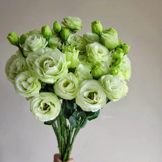 绿色 丨洋桔梗 商品图1