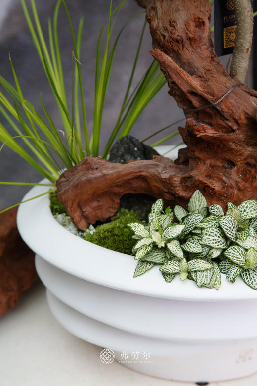 造型蓝花楹 商品图1