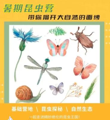 【暑假营地-昆虫营】小小法布尔们，走进精妙的昆虫王国吧~ 商品图0