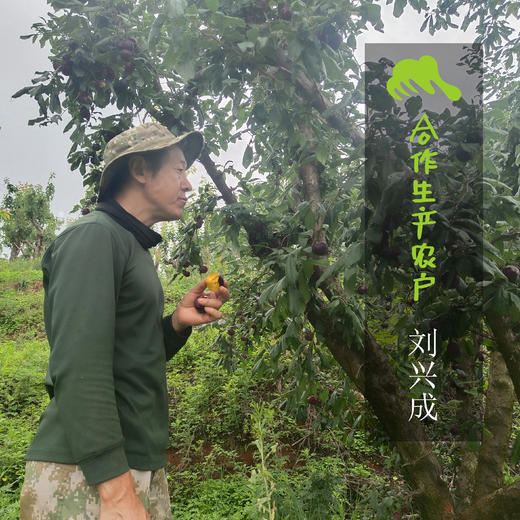 生态玫瑰李 | 合作生产*Ecological Rose Plum | Coproduction 商品图1