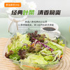 一号农场开盒即食阳光活力沙拉碗6种新鲜蔬菜免洗免切轻食代餐 商品缩略图4