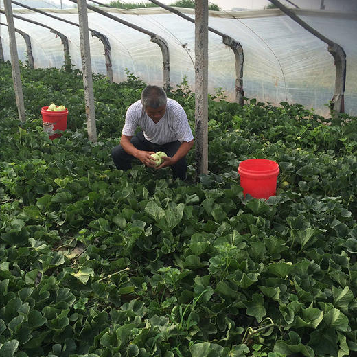 【马连庄甜瓜】酥甜到醉的瓜 带籽吃都满足 颗颗只选精品瓜 当下最清香四溢的必吃甜瓜-CC 商品图10
