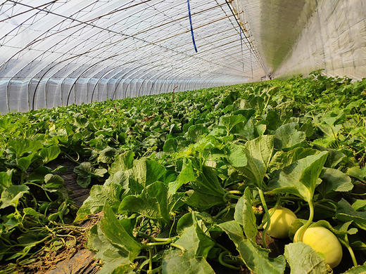 【马连庄甜瓜】酥甜到醉的瓜 带籽吃都满足 颗颗只选精品瓜 当下最清香四溢的必吃甜瓜-CC 商品图6