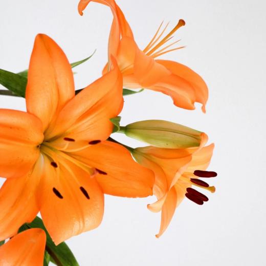 亚百合丨多头橙色梦想 商品图2
