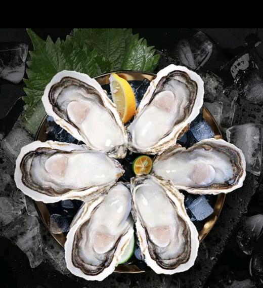 MM原浆半壳生蚝1.8kg/袋 商品图0