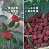 【酸酸甜甜就是‘’鲜杨梅‘’】人工采摘大个的鲜杨梅湿杨梅，细腻柔软苏阿尼谈爽口肥厚多汁口齿生津，孕妇酸甜开胃美味果脯蜜饯解腻解馋QQ 商品缩略图2