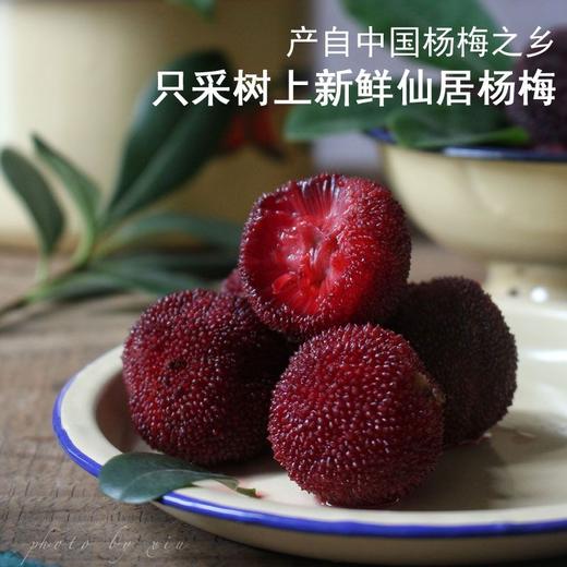 【酸酸甜甜就是‘’鲜杨梅‘’】人工采摘大个的鲜杨梅湿杨梅，细腻柔软苏阿尼谈爽口肥厚多汁口齿生津，孕妇酸甜开胃美味果脯蜜饯解腻解馋QQ 商品图1