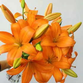 亚百合丨多头橙色梦想