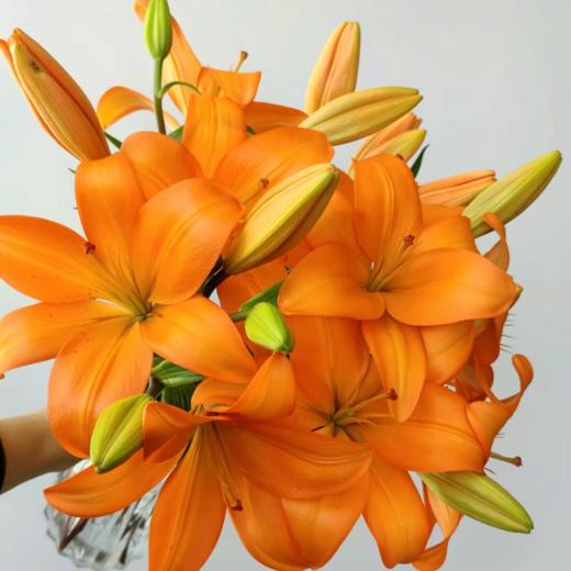 亚百合丨多头橙色梦想 商品图0