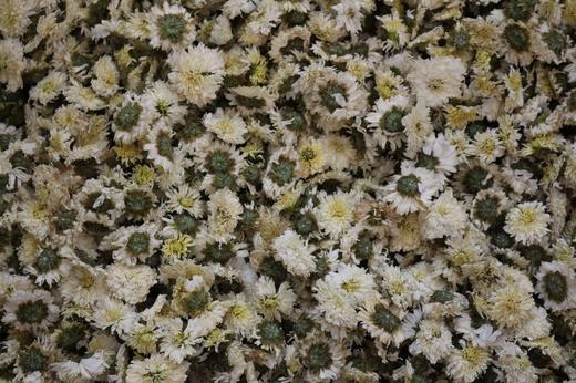 贡菊 菊花 500g 商品图1