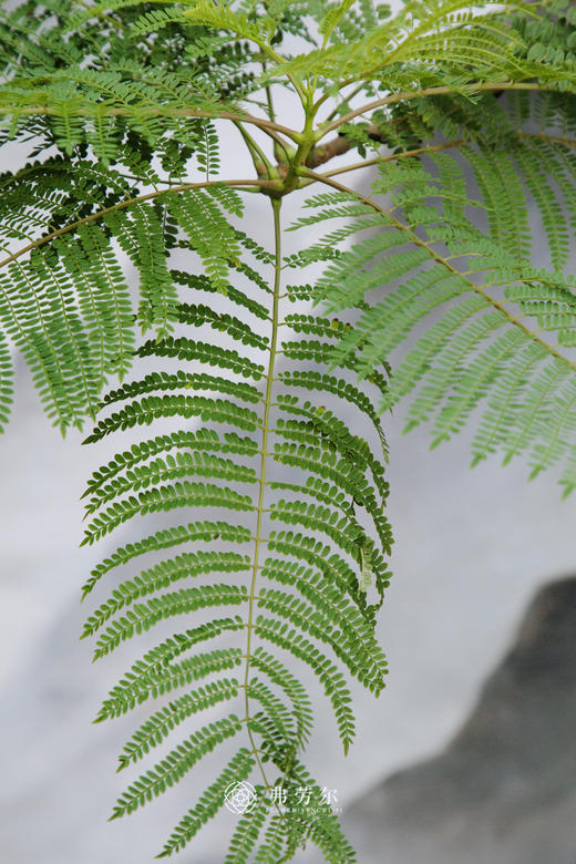 造型蓝花楹 商品图2