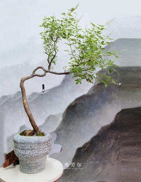 老桩黄荆