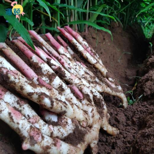 ❗❗【姜届的天花板】北海涠颐红芽拇指仔姜：❤️1、姜有增进食欲，开胃健脾，促进消化，解毒杀菌，驱风散寒等功效💥 商品图2