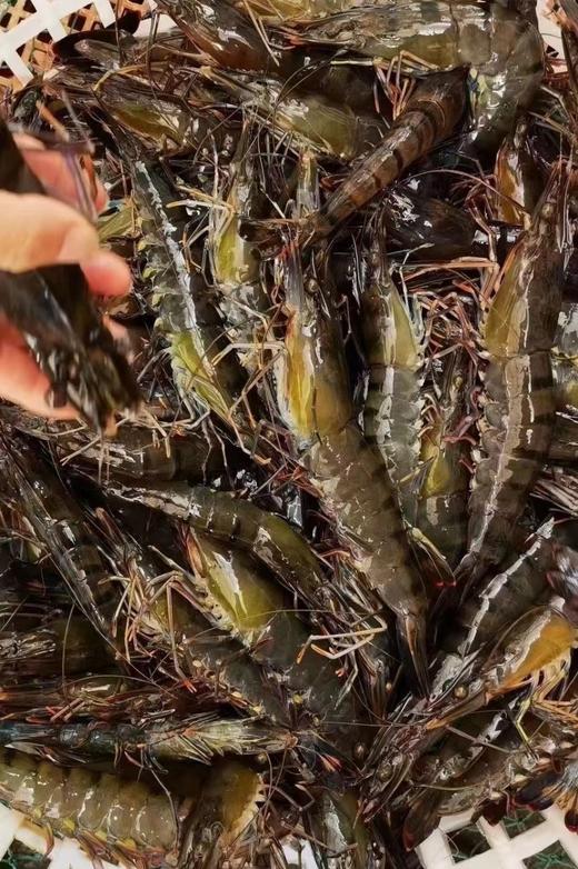 xm{批发价码头直发！！！纯天然新鲜劲~}海捕大黑虎虾，百吃不腻性价比高，顺丰活冻当天捕捞肉质紧实Q弹，好吃~ 商品图3