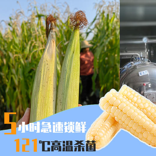 【纱衣拇指玉米】西双版纳 软糯皮薄 香味浓郁 颗粒饱满 代脂代餐 2斤装礼盒 商品图8