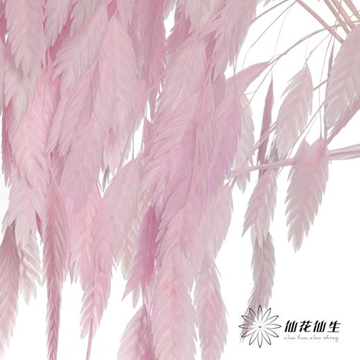 永生花材 | 小盼草香芋紫 商品图6