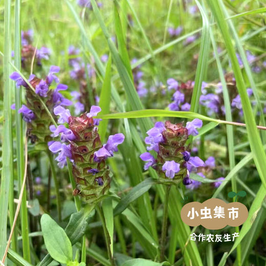 野生夏枯草50g/袋 | 合作农友生产，产自广东连南瑶族自治县，生产者：张运东 &【公平贸易农人定价】 商品图7