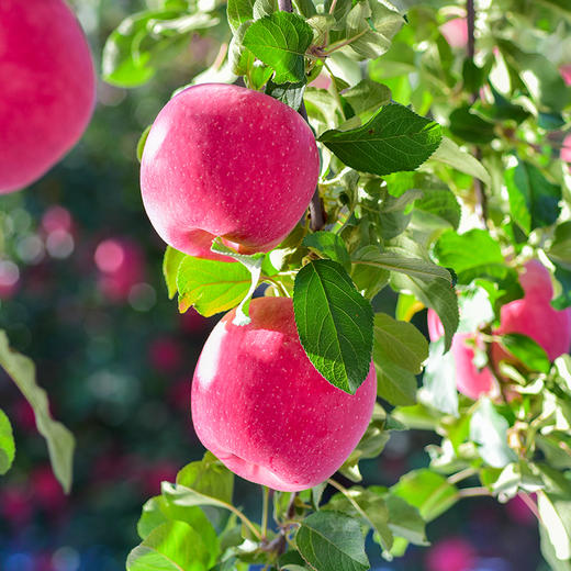 【甘肃】静宁苹果12枚普装 商品图1