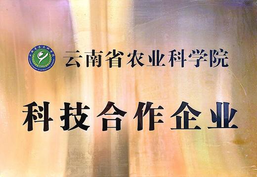 【800年非转基因老种 ——拇指小玉米】云南农科院护航 品质、营养认证一应俱全 商品图1