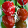 【专享】斜源爆汁小番茄1kg礼篮装自然生长无催熟无激素甜蜜可口 商品缩略图4