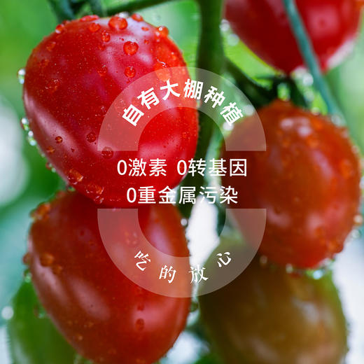 【专享】斜源爆汁小番茄1kg礼篮装自然生长无催熟无激素甜蜜可口 商品图4
