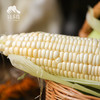 生态甜糯玉米（洛阳） | 合作生产* ecological soybean | Coproduction 商品缩略图0