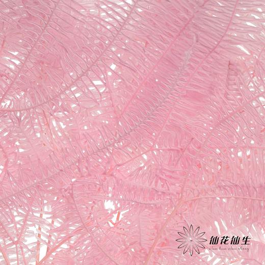 永生花材 ｜ 芒其叶粉 商品图1