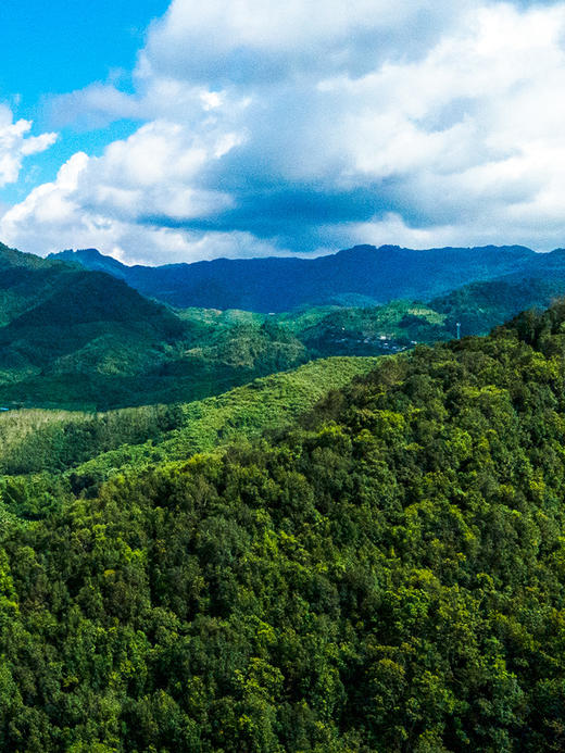 【猎虎山散茶】2024年头春易武刮风寨茶区新发现稀缺资源 普洱茶生茶散茶300g/木箱装 商品图4