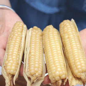 【800年非转基因老种 ——拇指小玉米】云南农科院护航 品质、营养认证一应俱全