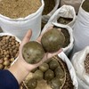 罗汉果  中大果 广西350规格果 商品缩略图4
