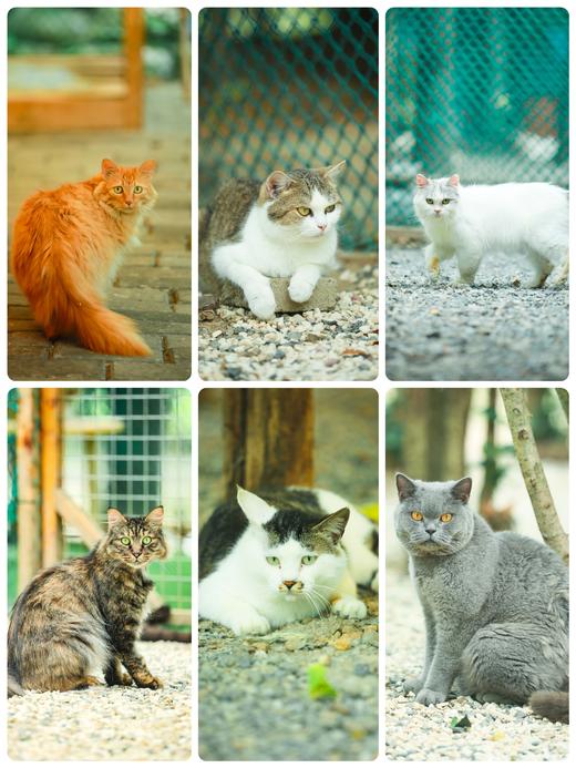 糗糗庄园猫猫电子照片 商品图1