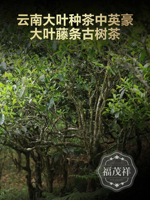 最后6份，拍半斤送半斤【黄草林散茶】 临沧“小冰岛” 小众山头香甜型典范 2024年春茶临沧茶区普洱茶生茶散茶 商品图3
