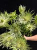 同城甄选荷兰进口花材高山刺芹5支 商品缩略图7