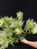 同城甄选荷兰进口花材高山刺芹5支 商品缩略图9