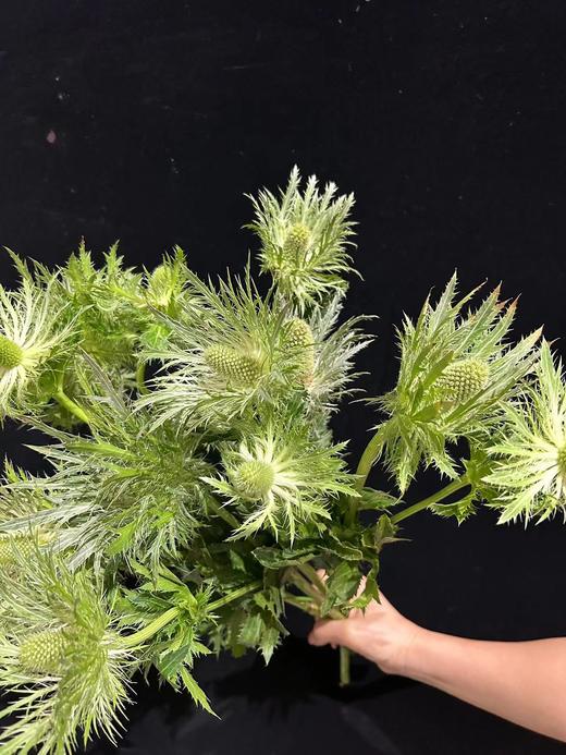 同城甄选荷兰进口花材高山刺芹5支 商品图9