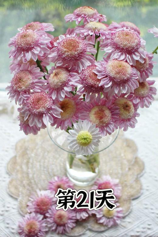 【AB级大红帽小雏菊】5支/份 商品图8