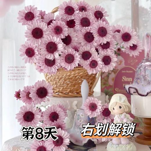 【AB级大红帽小雏菊】5支/份 商品图4