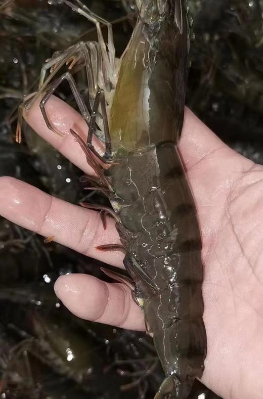 xm{批发价码头直发！！！纯天然新鲜劲~}海捕大黑虎虾，百吃不腻性价比高，顺丰活冻当天捕捞肉质紧实Q弹，好吃~ 商品图4