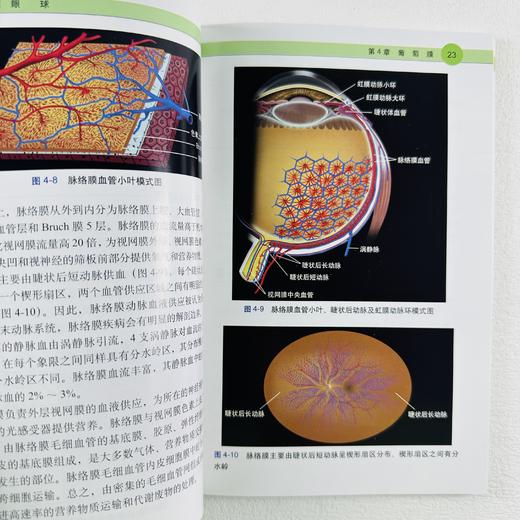 眼解剖学图解 商品图3