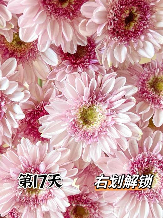 【AB级大红帽小雏菊】5支/份 商品图7