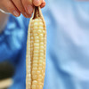 【800年非转基因老种 ——拇指小玉米】云南农科院护航 品质、营养认证一应俱全 商品缩略图6