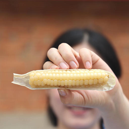 【800年非转基因老种 ——拇指小玉米】云南农科院护航 品质、营养认证一应俱全 商品图2
